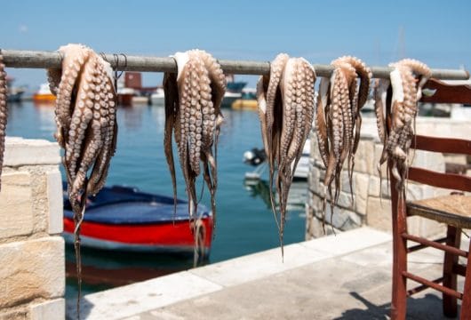 Oktopusse in Paros, Griechenland