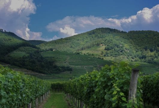 Weinberge bei Wachau, Burgenland
