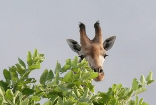 Giraffe im Okavango
