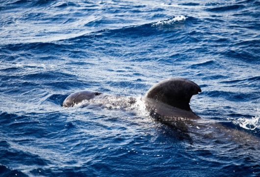 Wale, La Gomera