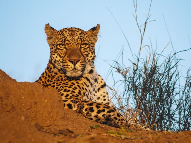 Leopard im Kruger