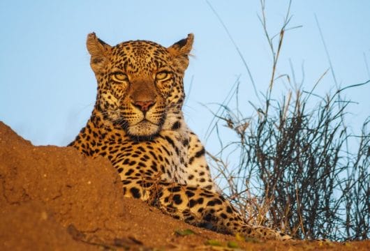 Leopard im Kruger