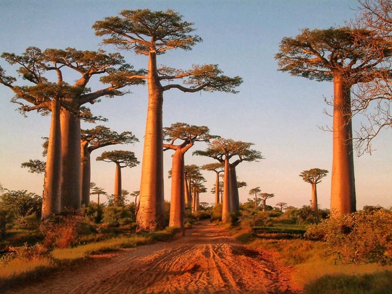 Madagaskar Herbst