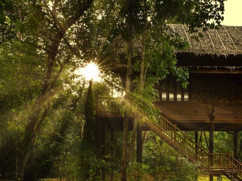 Unser Dschungel Camp - Baumhäuser
