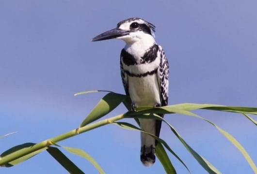Exotischer Vogel am Chobe
