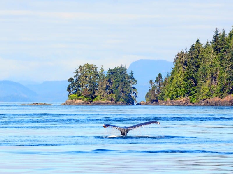 Ka_Br Co_Vancouver Island_Humpback-Whale