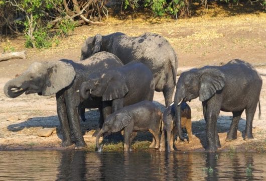 Badende Elefanten Chobe