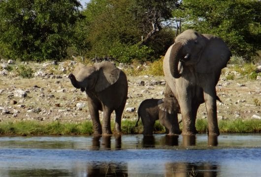 Chobe Elefanten am Fluss