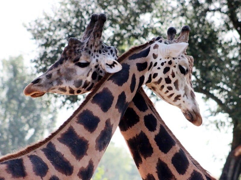 Giraffen-Liebe, Kruger