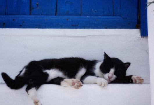 Katze aus Treppe, Naxos Griechenland