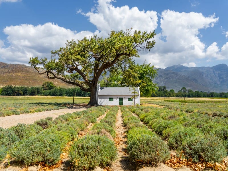 Vineyard in Franschhoek