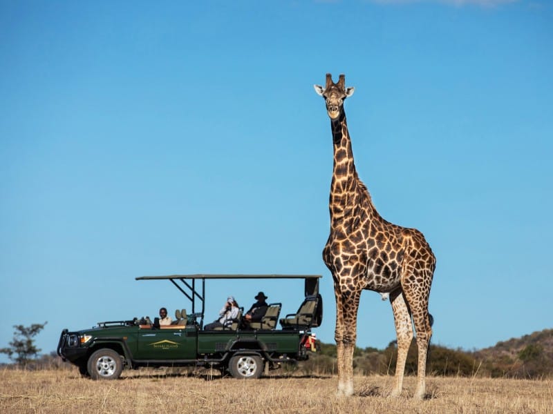 Mabula Game Lodge_Südafrika_Safari 3