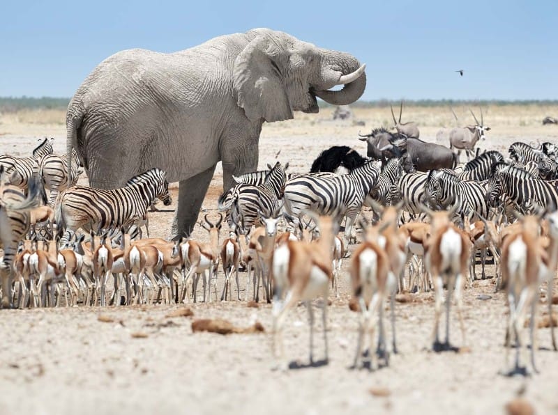 Namibia_Etosha Nationalpark