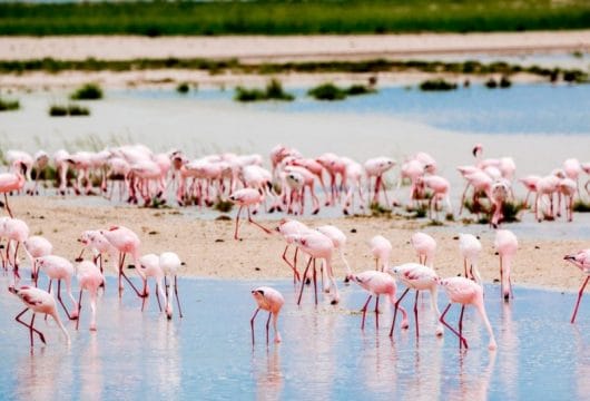 Flamingos, Etosha