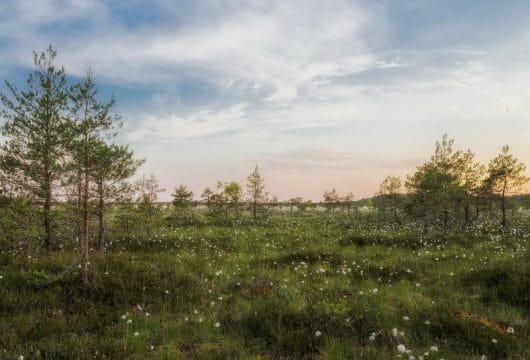 Wilde Natur Estlands