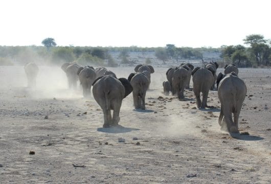 Elefanten in Etosha