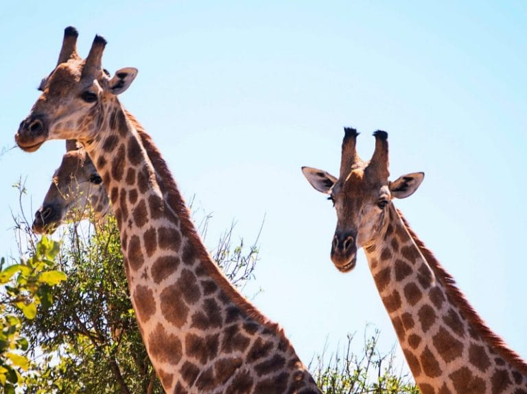 Südafrika - Kruger Nationalpark entdecken deluxe