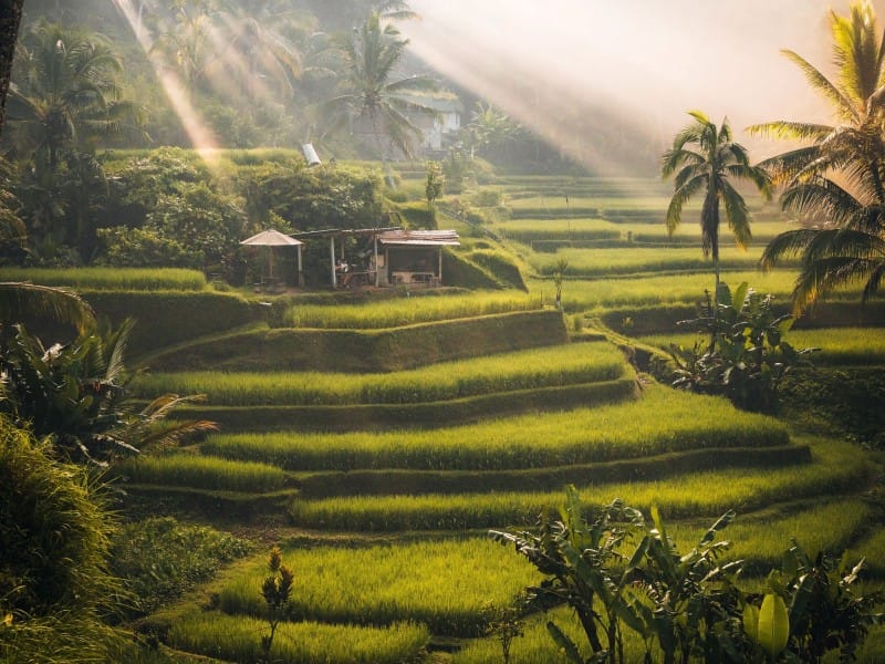 Reisterrassen Bali