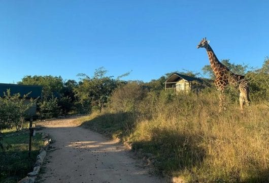 südafrika-whiteriver-ndhula-tent-giraffe