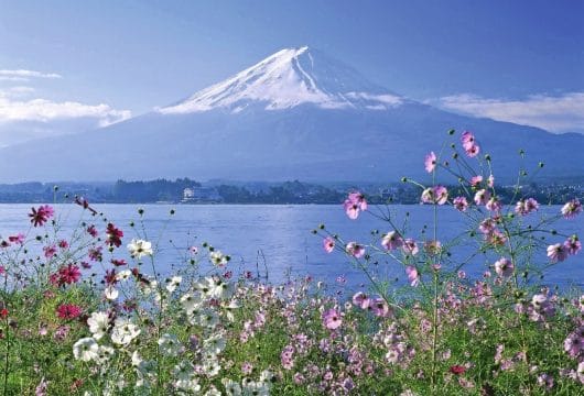 Fuji mit Blumen
