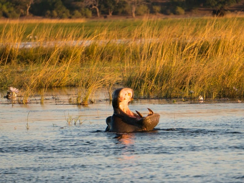 Nilpferd im Chobe Fluss