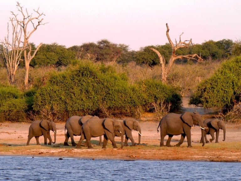 Botswanas Wildnis erleben