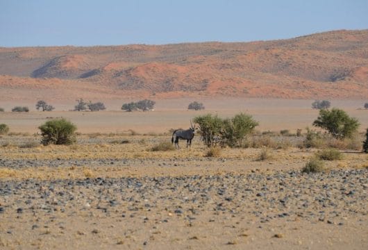 Tier in der Wüste