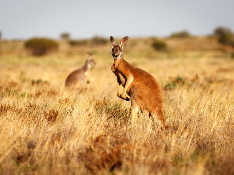Australien_Tiere_Red Kangaroo