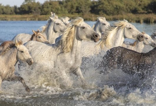 Pferde in der Camargue