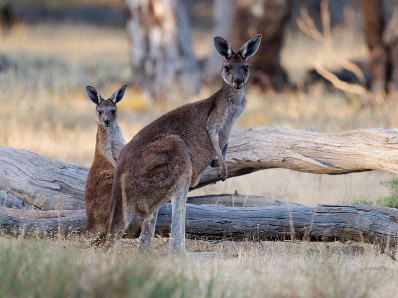 Australien Kängurus