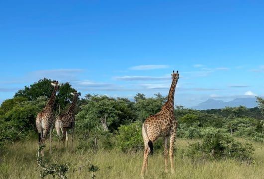 Giraffen in Thornybush