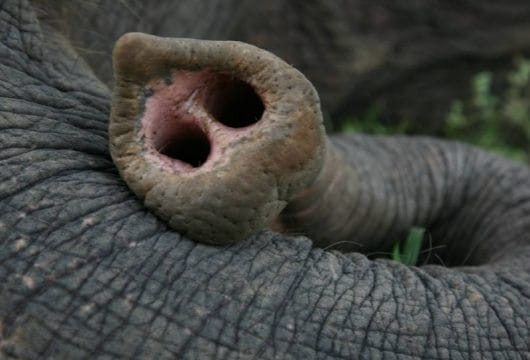 Elefantenrüssel Nahaufnahme