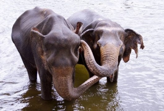Elefanten beim Baden, Thailand