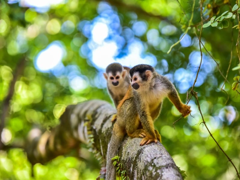 Costa Rica_Squirrel Monkey on Tree 