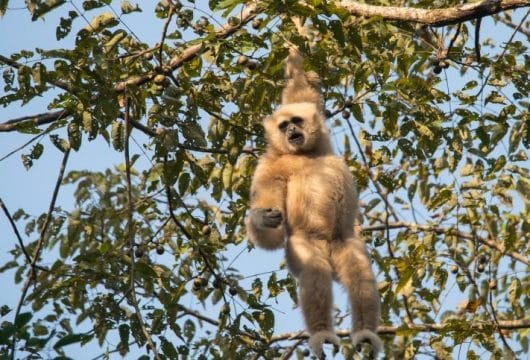 Gibbon in Thailand