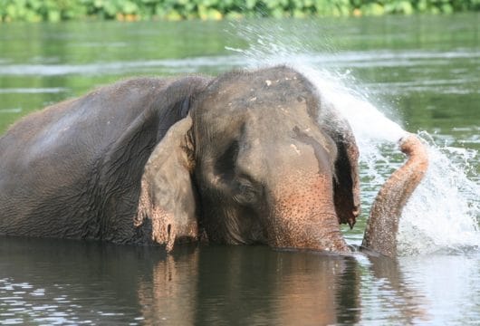 Badespaß mit Elefanten
