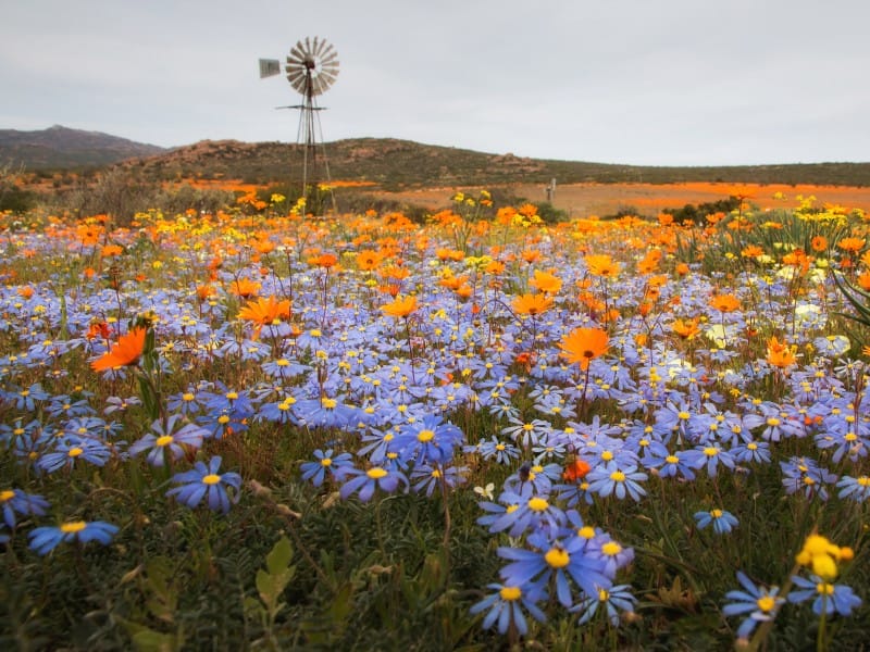 Blumenmeer im Namaqualand