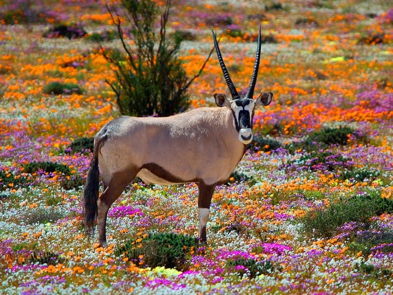 Südafrika_Namaqualand_Oryx_shutterstock©