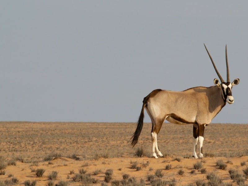 Oryx im weiten Land