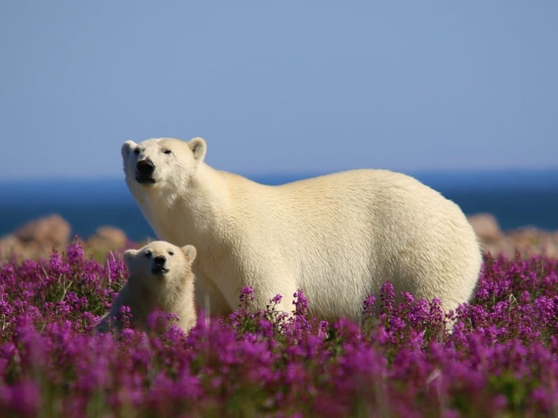Belugas & Eisbären - Polarbear with Cup