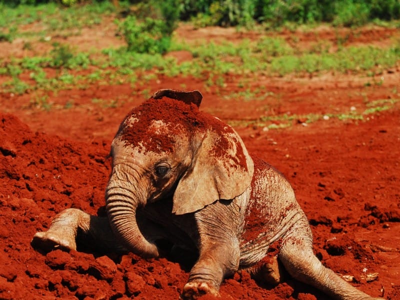 Rote Elefanten in Tsavo