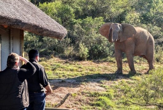 Elefant an Bukela Game Lodge