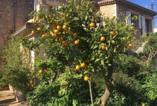 Mallorca Orangenbaum