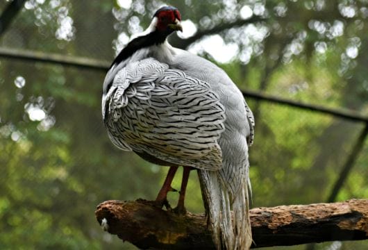 Zoologischer Garten Darjeeling Vogel