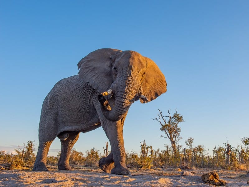 Sunway Botswana Khwai Private Reserve el