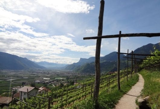 Südtirol, Weingärten