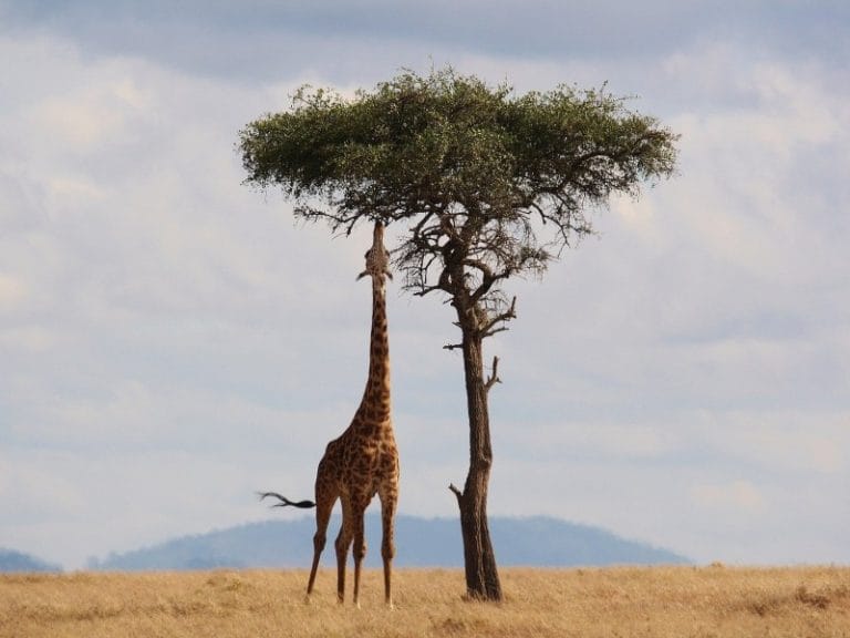 Kenia - Strand & Safari in der Minigruppe