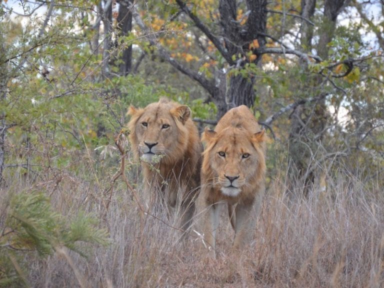 Südafrika - Kruger Nationalpark entdecken