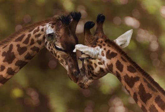Schmusende Giraffen, Kruger