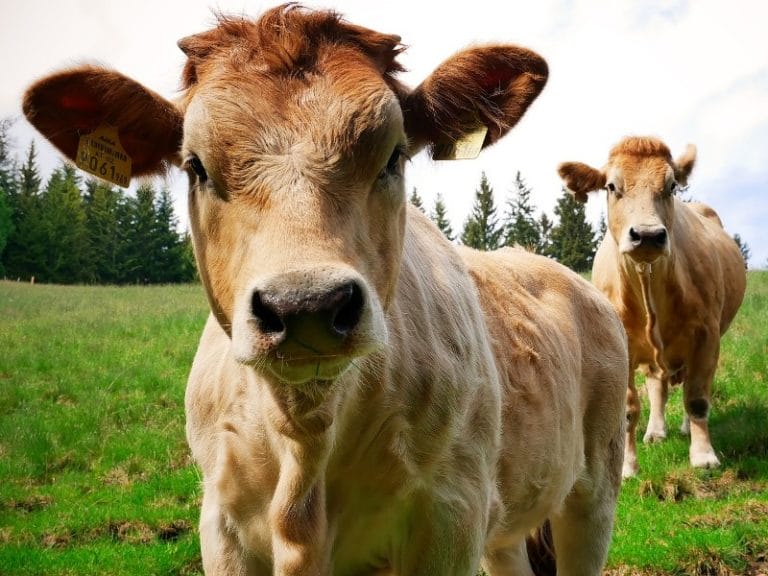 Österreich - genussvolle Radreise durch die Steiermark - geführt